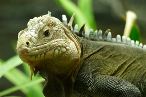 Lesser Antillean Iguana, October 2022 - ZooChat