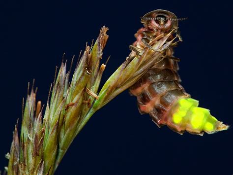 How Do Glowworms Glow? | Britannica