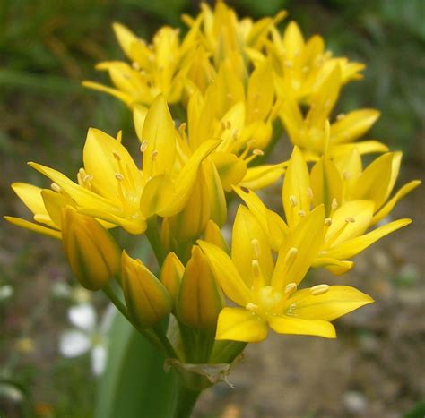 Allium moly 'Jeannine' – Ballyrobert Gardens