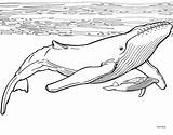 Whale coloring Pages To Download And Print For free sketch template