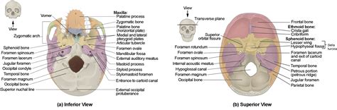 The Skull | Anatomy and Physiology I
