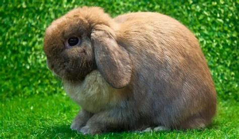 Cutest Pet Rabbits | Which Are The Cutest Bunny Breeds In The World? | Hutch and Cage