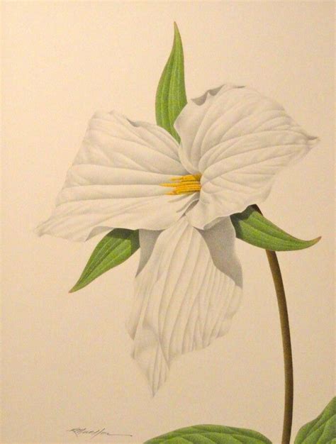 White trillium | Botanical illustration, Trillium, Drawings