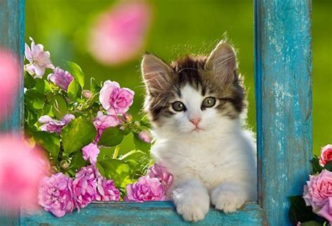 🔥 Download Best Cute Kitten Wallpaper No Of HD For by @danielgonzales ...