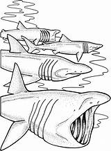 Printable Shark Coloring Pages sketch template