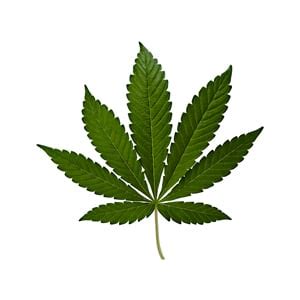 What Cannabis Leaves Can Tell You - RQS Blog