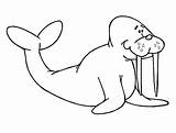 Walrus Letter W 1 Coloring Pages  Cool sketch template