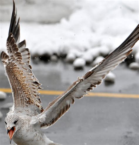 Angry Seagull Photograph by Dennis Clark - Fine Art America