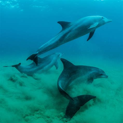 Bottlenose Dolphins Swimming