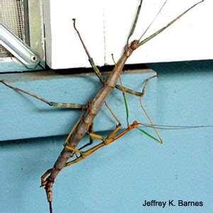 Giant walking stick | Arthropod Museum