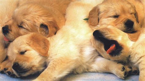 Cute Brown Puppies Are Sleeping On Floor HD Animals Wallpapers | HD Wallpapers | ID #39951