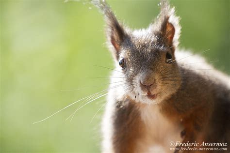 Wildlife In Switzerland – Some Animals | Ansermoz-Photography