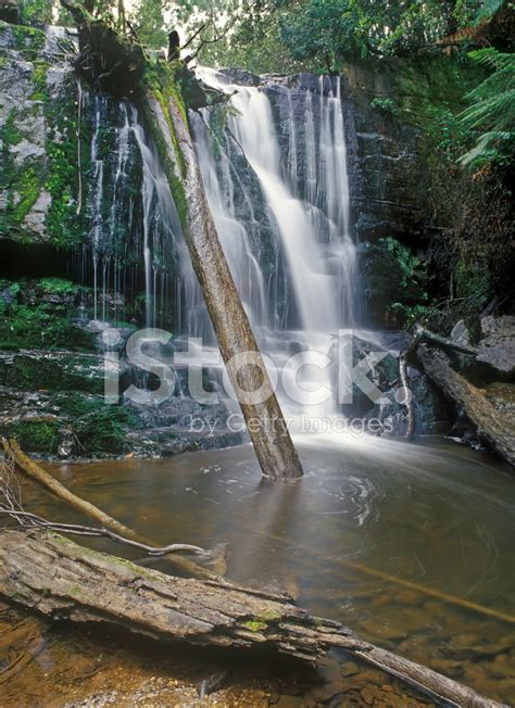 Deep Forest Waterfall Stock Photo | Royalty-Free | FreeImages