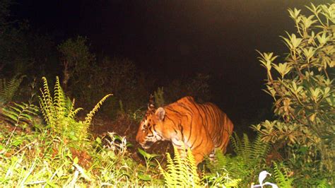 Community-based tiger conservation | United Nations Development Programme