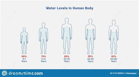 Water levels in human body in different ages- human age, water level,water percentage, Vector ...