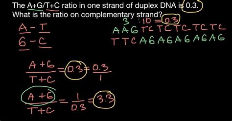 What Is Chargaff Rule? - EarthCycle