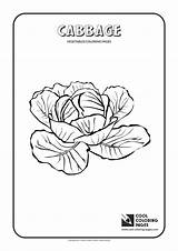 Cool Coloring Pages Cabbage coloring Page  Free sketch template
