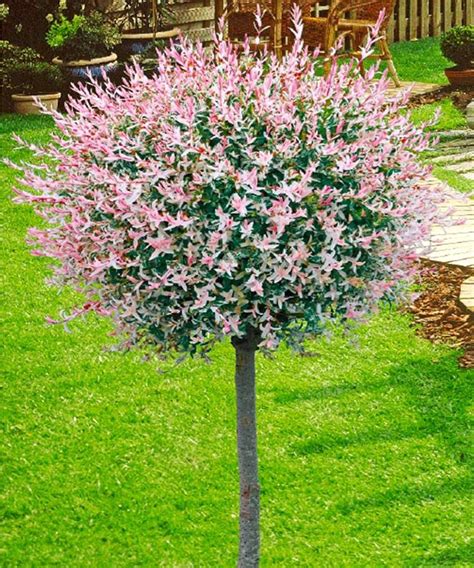 Salix integra 'Hakuro Nishiki' – Nurseries Caroliniana