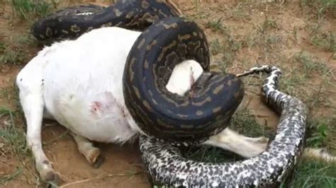 Python Eating Big Animals - YouTube