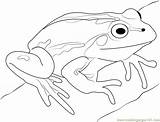 Cute Frog Coloring Page For Kids  Free Printable Pages sketch template