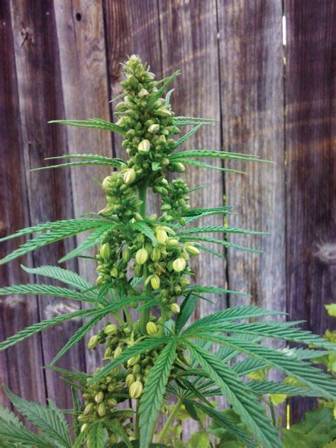 What do male cannabis plants look like? | Grow Weed Easy