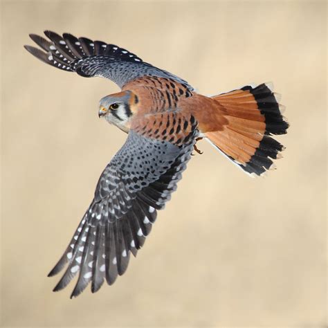 American Kestrel | Audubon Field Guide