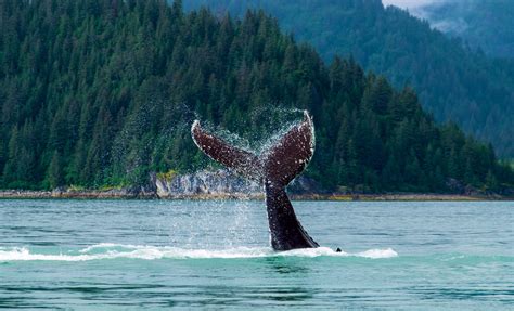 Juneau Whale Watching Cruise Excursion in Alaska