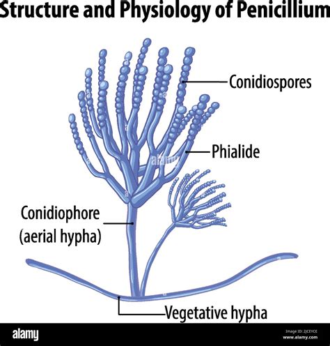 Hyphae With Conidiospores