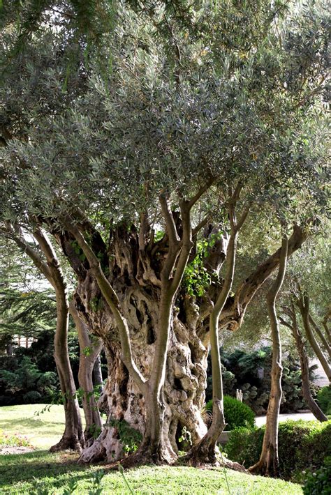 Olive Tree, Jerusalem, Israel | Places I've Been..... | Pinterest