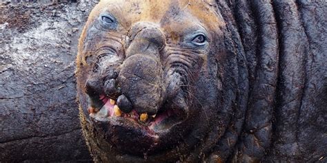 Ugly Animals: 15 Of The Ugliest Species, With Pics ☣️