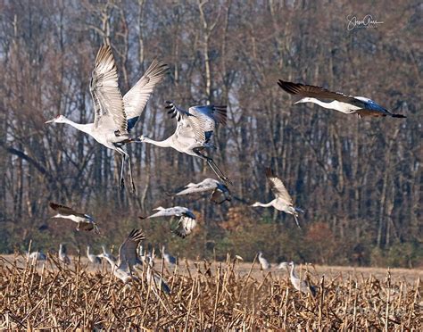 Sandhill Cranes Migration 55 Photograph by Steve Gass - Fine Art America