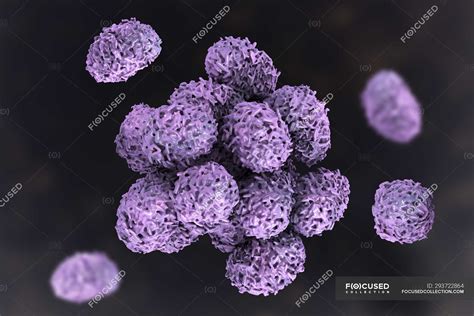 Toxic mould spores of Stachybotrys chartarum fungus, digital ...