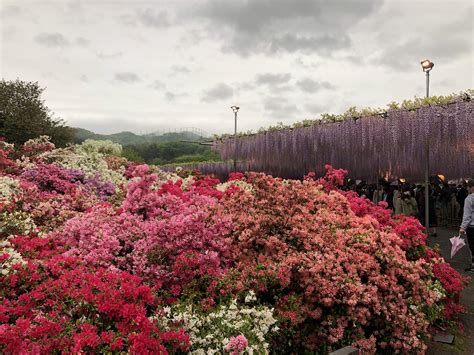 Top 10 Fascinating Facts about Ashikaga Flower Park - Discover Walks Blog