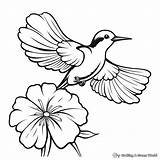 Ruby Throated Hummingbird Coloring Pages  Free & Printable sketch template