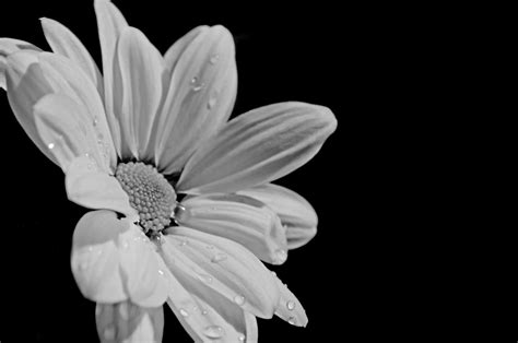 White Flower On Black Background Free Stock Photo - Public Domain Pictures