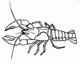 Crawfish Coloring Page At GetColoringscom  Free Printable colorings sketch template