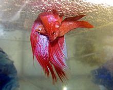 Siamese fighting fish - Wikipedia