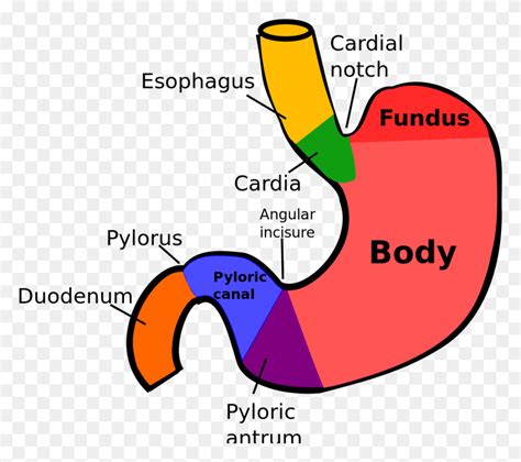 Regions Of Stomach Cardia Of Stomach HD PNG Download - FlyClipart