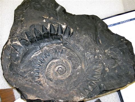 Helicoprion ferrieri (fossil shark tooth whorl) in phospha… | Flickr