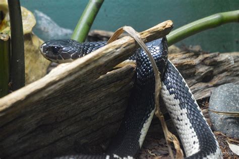 Indochinese Spitting Cobra - Cincinnati Zoo & Botanical Garden®