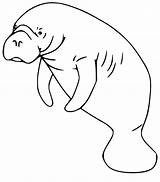 Manatee Coloring Page  Coloring Home sketch template