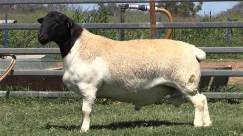 Dorper Sheep Society Australia – Rams sell to $2600 at inaugural ...