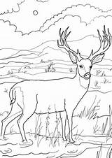Free & Easy To Print Deer Coloring Pages  Tulamama sketch template