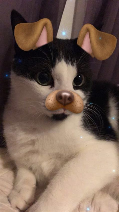 When Snapchat filters recognize your cats face and you get the perfect ...