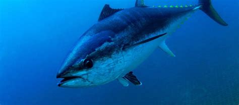 The Speedy and Giant Atlantic Bluefin Tuna | Critter Science