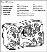 Plant Cell Coloring Labeled sketch template
