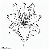Lily Flower Coloring Page  For Kids – Smart Creative And Fun sketch template