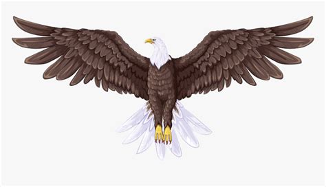 Bald Eagle Flight Drawing - Full Body Eagle Drawing, HD Png Download ...