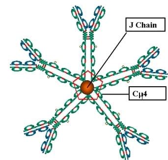 Immunoglobulin M - www.medicoapps.org