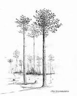 Southern Longleaf Pine Coloring Page sketch template